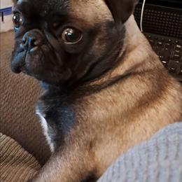 Cricket - Pug