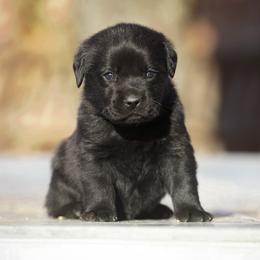 Coriander - Black male Labrador Retriever puppy in Ridgecrest, California from Black Mountain Service Dogs