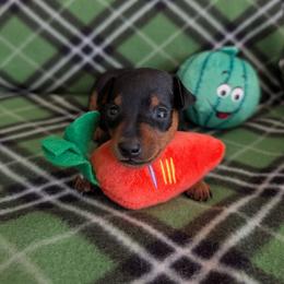 Shimmer - Black and rust female Miniature Pinscher puppy in Little River, South Carolina from Cheristar