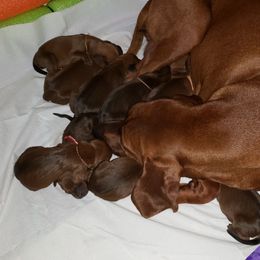 Redbone Coonhound Puppies from Reedy Creek Redbones