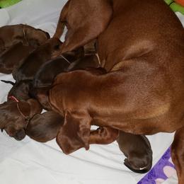 Redbone Coonhound Puppies from Reedy Creek Redbones