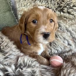 Liam - Red  male Goldendoodle puppy in Placerville, California from New Dawn Poodles and Doodles
