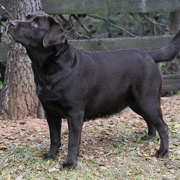 Labrador Retrievers from SecretWinn Labradors