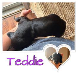 Teddie - Black and tan female Dachshund puppy in Aragon, Georgia from Daschunds Unlimited