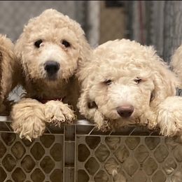 Goldendoodles from Blondie’s Doodles