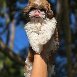 Boy 1 - Shih Tzu puppy from St Roch Shih Tzu