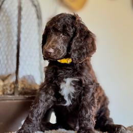 Sugarbee - Brown male Poodle puppy in Julian, California from Above the Pines Poodles