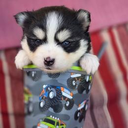 Tali - Black and white female Pomsky puppy in Mc Callsburg, Iowa from SZ Rolling Acres LLC