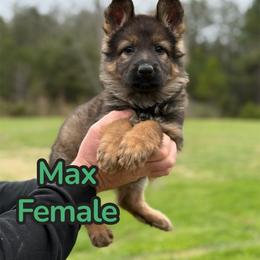 Max - Sable female German Shepherd puppy in Murrayville, Georgia from Vom Clark’s German Shepherds