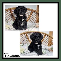 Truman - Black male Schnoodle puppy in Lebanon, Missouri from Cedar Glades Canines