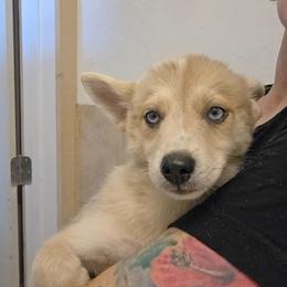 River - Merle female Pomsky puppy in Weir, Texas from Bluebonnet Pomskies