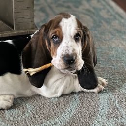 Basset Hound Puppies from Oak Tree Basset Hounds