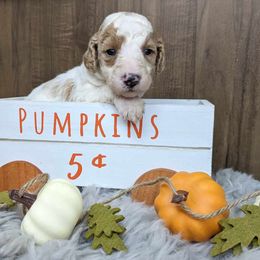 Poodle Puppies from Celestial Jewels Poodles