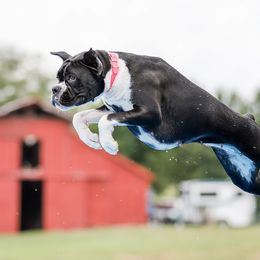 Liberty - Boxer
