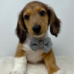 Jagger - Dapple male Dachshund puppy in Pulaski, Tennessee from Billboard Doxies