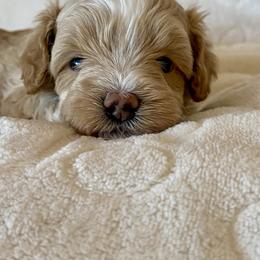 Maltipoo Puppies from Little Loves Maltipoos