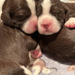 English Springer Spaniel Puppies from Foxboro Farm