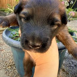 Belgian Tervuren Puppies from Nordstern Tervuren