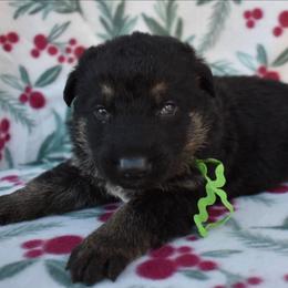 Green Boy - Black and tan male German Shepherd puppy in Grants Pass, Oregon from Granville German Shepherds