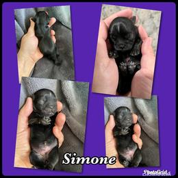 Great Pyrenees and Shih Tzu Puppies from Ashville Shih Tzu Chalet