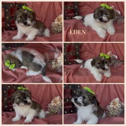 Eden - AKC - Chocolate sable female Havanese puppy in Verden, Oklahoma from Holcombs Puppy Ranch