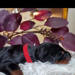 Doberman Pinscher Puppies from Rebecca Banderas