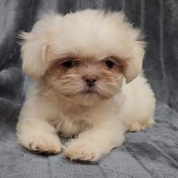 Boy 2 - Cream and white male Shih Tzu puppy in Tampa, Florida from Fancy Shih Tzus Florida