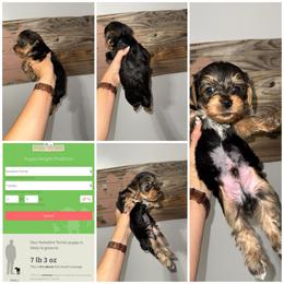 Milo - Black and gold male Yorkshire Terrier puppy in Cleveland, Tennessee from Moody’s Morkies and More