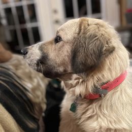 Karakachan All Grown Up from Bloomin' Acres