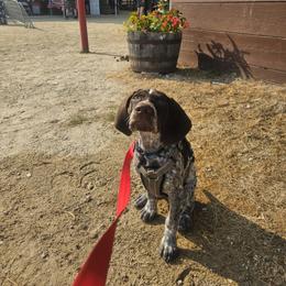 German Shorthaired Pointer All Grown Up from SmokePoint GSPs