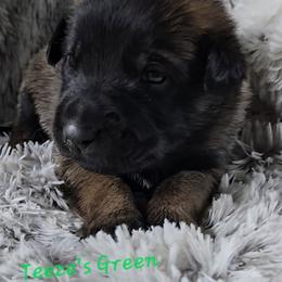 Teeze's Green - Mahogany male Belgian Malinois puppy in Berry, Alabama from North River k9