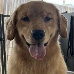 Riddle - Golden Retriever