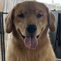 Riddle - Golden Retriever