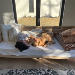 Golden Retriever Puppies from Graceful Goldens