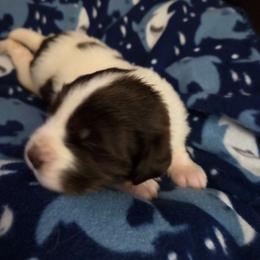 Buckeye - White and brown male Newfoundland puppy in Quaker City, Ohio from Country Magik