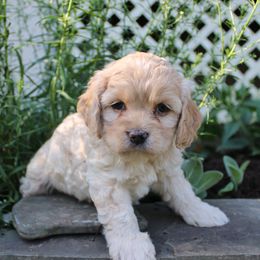Cockapoos, Miniature Schnauzers, and Poodles from Schaible Family Puppies
