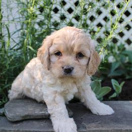Cockapoos, Miniature Schnauzers, and Poodles from Schaible Family Puppies