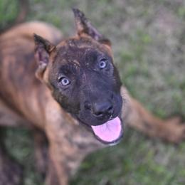 Shadow - Tiger female Perro de Presa Canario puppy in Tickfaw, Louisiana from La Fundación K-9