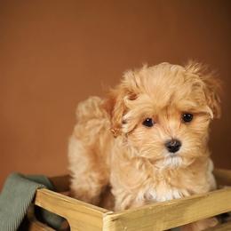 Angel - Cream female Maltipoo puppy in North Port, Florida from Noble Pets