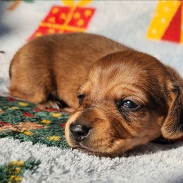 Autumn - Red female Dachshund puppy in Anaconda, Montana from Williams Family Dachshunds
