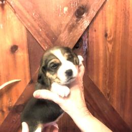 Silas - Black tan and white male Beagle puppy in Jerome, Missouri from Beam's Beagles