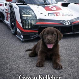 Gazoo Kelleher - Baby boy 1 - 6393 - Chocolate male Labrador Retriever puppy in Brandywine, Maryland from QVR Labradors and Leonbergers