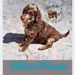 Moose Tracks - Merle male Goldendoodle puppy in Sterling, Connecticut from Justine’s Retrievers and Doodles
