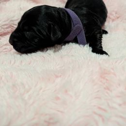 Purple girl - Black female Giant Schnauzer puppy in Sierra Vista, Arizona from Desert Dusted Giants
