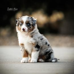 Golden Tempo - Blue merle male Miniature American Shepherd puppy in Herriman, Utah from Painted Blue Aussies