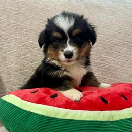 Badger-full fluffy - Black and tan male American Corgi puppy in Decatur, Texas from Bar S Corgis