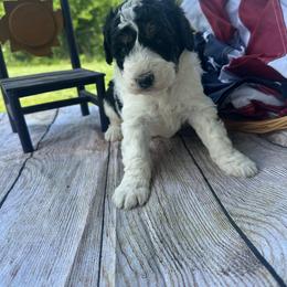 Oliver - Tri-color male Bernedoodle puppy in Moulton, Iowa from Shondel Puppy Paws