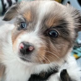 Toy Australian Shepherds from Emmy's Toy Aussies
