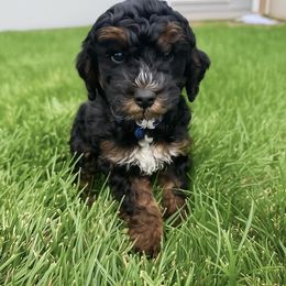 Blue collar - Phantom male Poodle puppy in Henefer, Utah from Mountain Valley Poodles