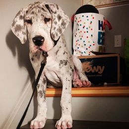 Oreo - Merle male Great Dane puppy in Bay Shore, New York from Gentle Giant Companions